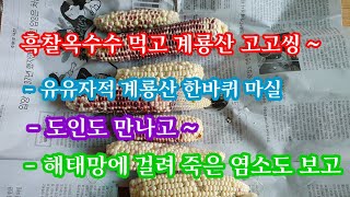 흑찰옥수수 먹고 계룡산 한바퀴! #유유자적 #계룡산 #도인 #해태망 #염소