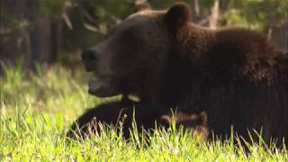 Conservation groups believe Yellowstone ruling will impact northern grizzlies