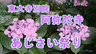 東大寺別院阿弥陀寺アジサイ祭り、80種4000株のアジサイ