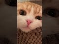 可愛い舌打ちされた💘 cat cats 猫のいる暮らし スコティッシュフォールド 猫