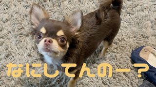 【おしゃべりペット】愛犬チワワが飼い主のマヌケなトイレ姿を嘲笑う