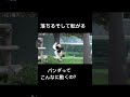 一生みてられるパンダシリーズ🐼