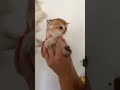 Sweet Cat Moments #cats #cat #kittycomedy #cute #cutecatclips #funnycats