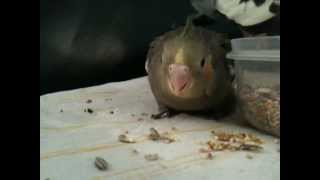 Young cockatiel cracking it's first seeds