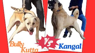 Kangal vs Bully Kutta: Who Would Win In a Fight ?\