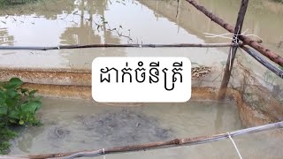 Feeding fish_ ដាក់ចំណីត្រីអណ្តែង