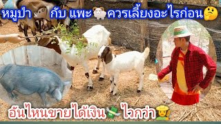 หมูป่ากับแพะ อันไหนเลี้ยงแล้วขายลูกได้ไวกว่า? ศึกษาก่อนลงมือเลี้ยง🐏🐗