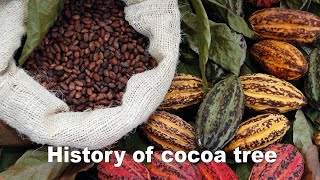 History of cocoa tree :: History of chocolate :: কোকো ফলের ইতিহাস :: চকলেট