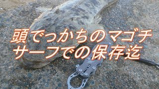 マゴチ67cmと保存方法など