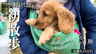 【犬見知り過ぎる先住犬がパピー犬を受け入れるまで#23】お迎え24日目で初散歩！　イングリッシュコッカースパニエル「みみ」の気持ち