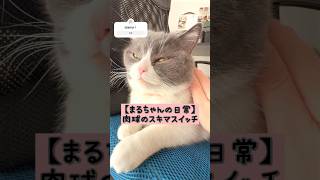 【まるちゃんの日常】肉球LOVE🐾❤️#ハチワレ猫 #猫の昼寝 #猫の肉球