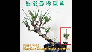 黑松斜幹塑型 #黑松 #blackpine #pinebonsai #bonsai #bonsaitree #盆栽 #盆景 #SlantingBonsai