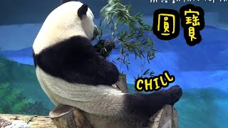 圓寶坐在鞦韆架上，背對遊客吃竹葉|熊貓貓熊The Giant Panda Yuan Yuan and Yuan Bao|台北市立動物園