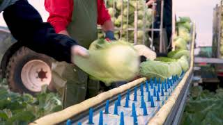 UZ Vegetables -  Het teeltproject van de spitskool en sla