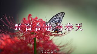 南方二重唱 - 野百合也有春天【動態歌詞/Lyrics Video】