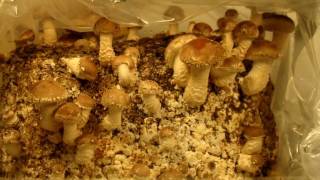 shitake mushroom growing timelapse with chdk Canon A620