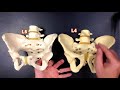 pelvis anatomy