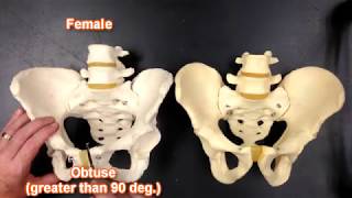 Pelvis Anatomy