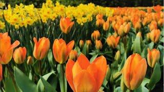 Exploring Keukenhof Tulip Gardens 2023