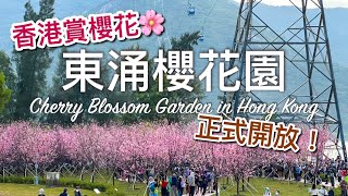 【香港好去處】2023 正式開幕！東涌櫻花園｜平日下午實際人流😂 / Cherry Blossom Garden in Hong Kong