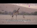 Understanding Punctuated Equilibrium and Speciation  #animals #biology #lifescience #grade12
