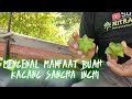 MENGENAL MANFAAT BUAH KACANG SANCHA INCHI 2022 ~ Mitra Organik