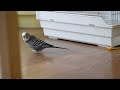 142 快樂虎皮鸚鵡│天哪！小Ｑ budgerigar budgie sounds parakeet singing セキセイインコ 不鏽鋼鳥籠 白鐵籠 鸚鵡籠子 大鳥籠 曬太陽 維生素Ｄ