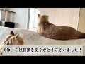 にゃ～にゃ～鳴きまくり！飼い主との会話を楽しむ甘えん坊北欧猫＆顔面すりすり保護猫【シャム猫 シャムミックス＆ノルウェージャンフォレストキャット】 cat japanesecat