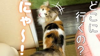 にゃ～にゃ～鳴きまくり！飼い主との会話を楽しむ甘えん坊北欧猫＆顔面すりすり保護猫【シャム猫/シャムミックス＆ノルウェージャンフォレストキャット】#cat #japanesecat