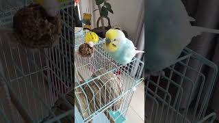 初めて『おばちゃん』と喋ってくれたインコ🐥関西弁のくーちゃん🐥