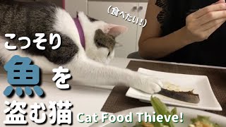 焼き魚がどうしても食べたい猫　Cat Food Thieve! Owner is crying, You are laughing!