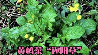 农民称它为最奢侈的野菜“黄鹌菜”，到底有啥好？遇见别错过