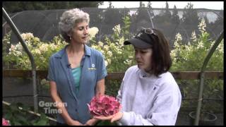 Preserving Hydrangeas