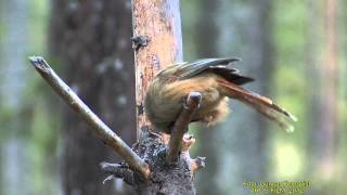 LAVSKRIKA  Siberian Jay  (Perisoreus infaustus)  Klipp - 904  (19)