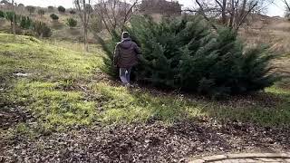 Sapan ile karatavuk avı ( Slingshoot hunting blackbird blackchicken )