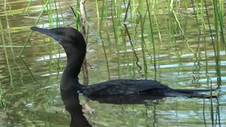 Little Black Cormorant, Birds of Australia