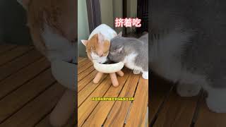 为什么网络上的小猫咪全都这么圆？今天给你们揭开谜底！