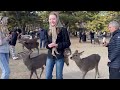 奈良の鹿とくつろぐ外国人観光客🫎nara park