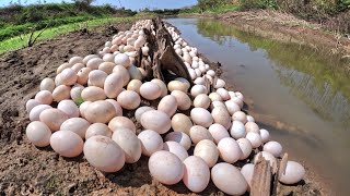 WOW wow - pick duck eggs in the river pick a lot of by hand a farmer skills