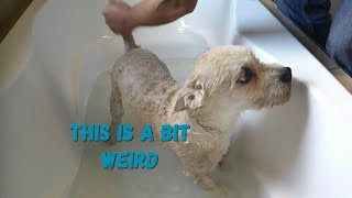 BATH TIME CHAOS! My Dog's Hilarious Escape Attempts