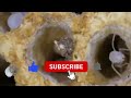 दीमक का जीवन चक्र termite life cycle video dimak ka janm ankit yadav