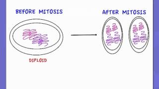 2.5.5 Explain how mitosis produces two genetically identical nuclei