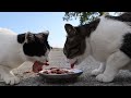 空腹な子猫にご飯をあげたら・・・ さくらねこたちと子猫へ給餌 癒され野良猫動画 感動猫動画