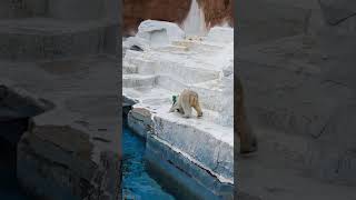 ホウちゃん　コーン→ドボン　天王寺動物園のホッキョクグマ　23.3.17 10:29