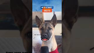 Dog sothanaigal 🐕funny videos comedy 😂#shortsfeed #shortvideo #2k #funny2k #comedyshorts #instareels