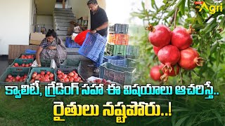 Pomegranate Sorting, Grading | క్వాలిటీ, గ్రేడింగ్ సహా ఈ విషయాలు ఆచరిస్తే రైతులు నష్టపోరు Tone Agri