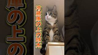 トイレハイの結末 #cats #shorts #球太