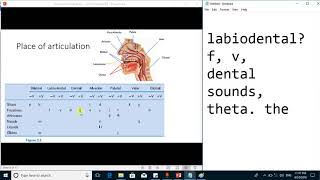 Articulatory phonetics-Consonants  by Place of Articulation - linguistics