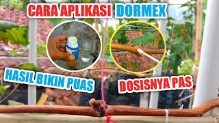 Cara Pake Dormex Ke Bud Anggur Anti Over Dosis‼️Dijamin Sprout🍇✔️