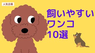 小さな家族の理想の仲間！飼いやすい小型犬のおすすめ10選